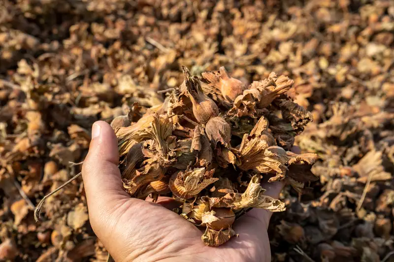 Close-up of a hand holding dry hazelnuts during the harvest season in rural Türkiye.