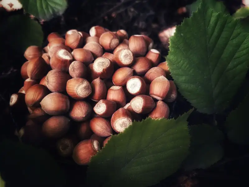 A pile of ripe hazelnuts surrounded by green leaves, showcasing natural abundance.