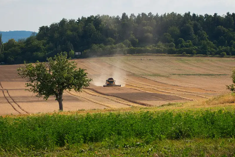Combine harvester working in a golden field with trees